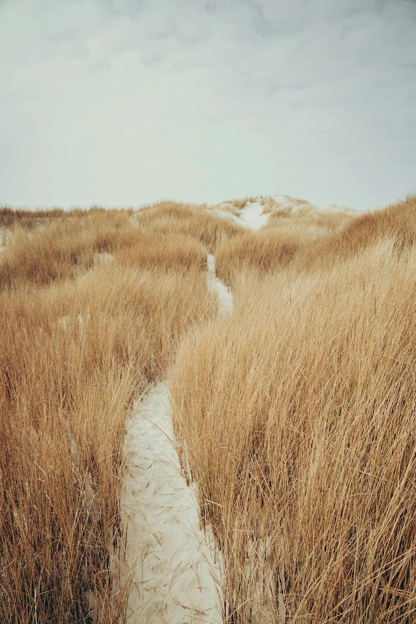 Een smal zandpad door de duinen, omgeven door helmgras